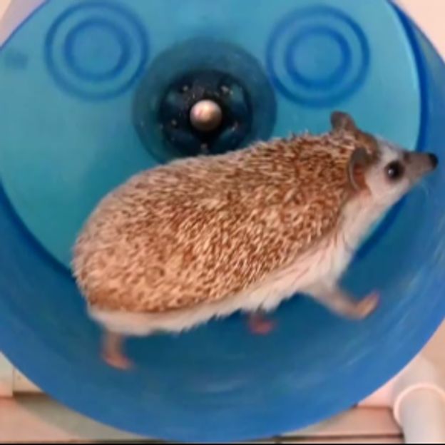 Running Hedgehog