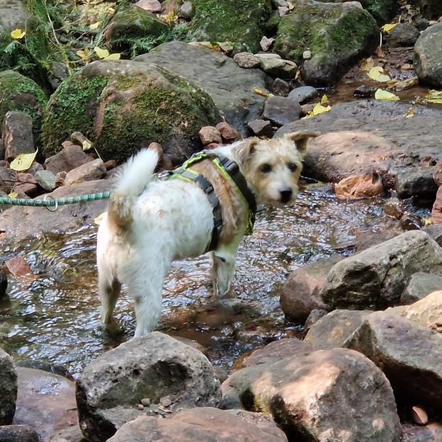 Pastiti goes Gold :)