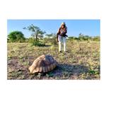 Antoinette et la tortue