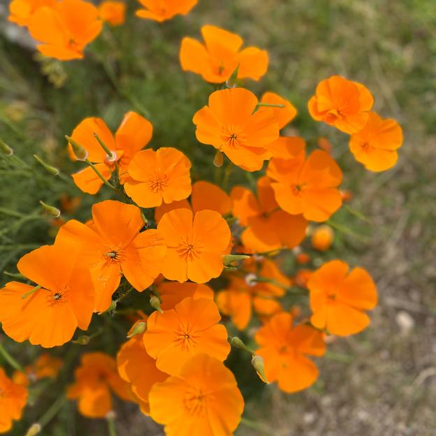 Leslie’s Kicks for a Cure