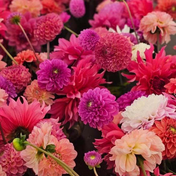 Girl's for Notre Abri