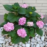 LUCHADORES CONTRA EL CÁNCER