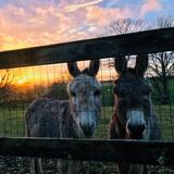 Victoria runs to kick