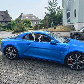 Alpine support