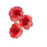 Poppy 💐